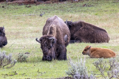 Buffalo Yellowstone NP May 2025